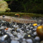 Rhinogobius duospilus