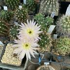 Lobivia pampana