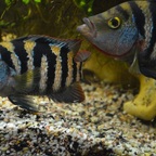 Mayaheros urophthalmus