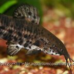 Megalechis thoracata