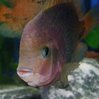 Vieja melanurus