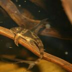 Lamontichthys llanero