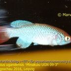 Nothobranchius ugandensis