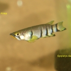 Epiplatys dageti "Monrovia"