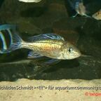 Cyathopharynx foai Kabogo