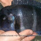 Cyphotiapia giberrosa blue Zaire moba WF