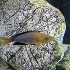 Cyprichromis sp. leptosoma Azuri Kekese