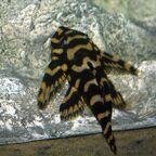 Dekeyseria picta