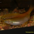 Pachypanchax sakaramyi