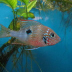 Thorichthys maculipinnis (T. ellioti)