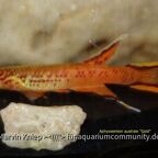 Aphyosemion australe "Gold"