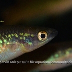 Pachypanchax varatraza​​​ Männchen