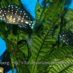 Tropheus duboisi Maswa juvenil