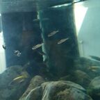 Cyprichromis sp. leptosoma Azuri Kekese Juvenil