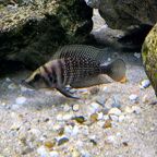 Altolamprologus calvus