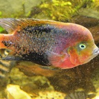 Vieja melanurus var.synspila male