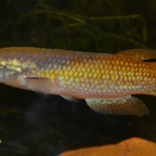 Pachypanchax omalonotus