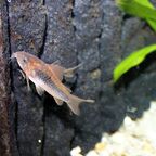 Osteogaster aeneus