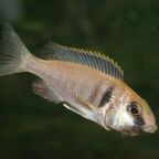 Placidochromis electra, Weibchen