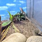Varanus exanthematicus