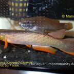 Anablepsoides igneus