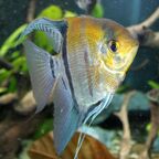 Pterophyllum scalare