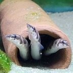 Mastacembelus ellipsifer
