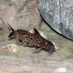Synodontis lucipinnis