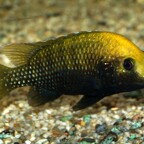 Danakilia sp. Sukoray