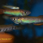 Epiplatys aff. infrafasciatus "Makondo 2017"