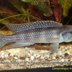 Lamprologus mocquardi