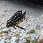 Julidochromis marlieri