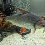 Semaprochilodus taeniurus