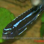 Melanochromis cyaneorhabdos