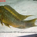 Petrochromis trewavasae WF