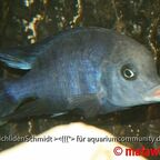 Cyrtocara moorii