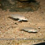 Neolamprologus ventralis