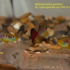 Nothobranchius guentheri