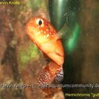 Rubricatochromis guttatus