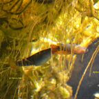 Aplocheilus lineatus