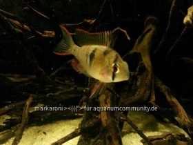 Mikrogeophagus altispinosus sp. Zweifleck WF