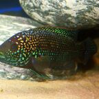 Rocio octofasciata