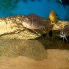 Gephyrochromis moorii Weibchen