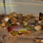 Nothobranchius guentheri