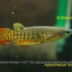 Aplocheilus lineatus