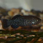 Paraphanius mentoides