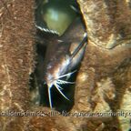 Synodontis granulosus