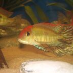 Geophagus pyrocephalus