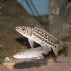 Lepidiolamprologus kendalli
