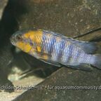 Tropheops sp. "Red Cheek" Chizumulu